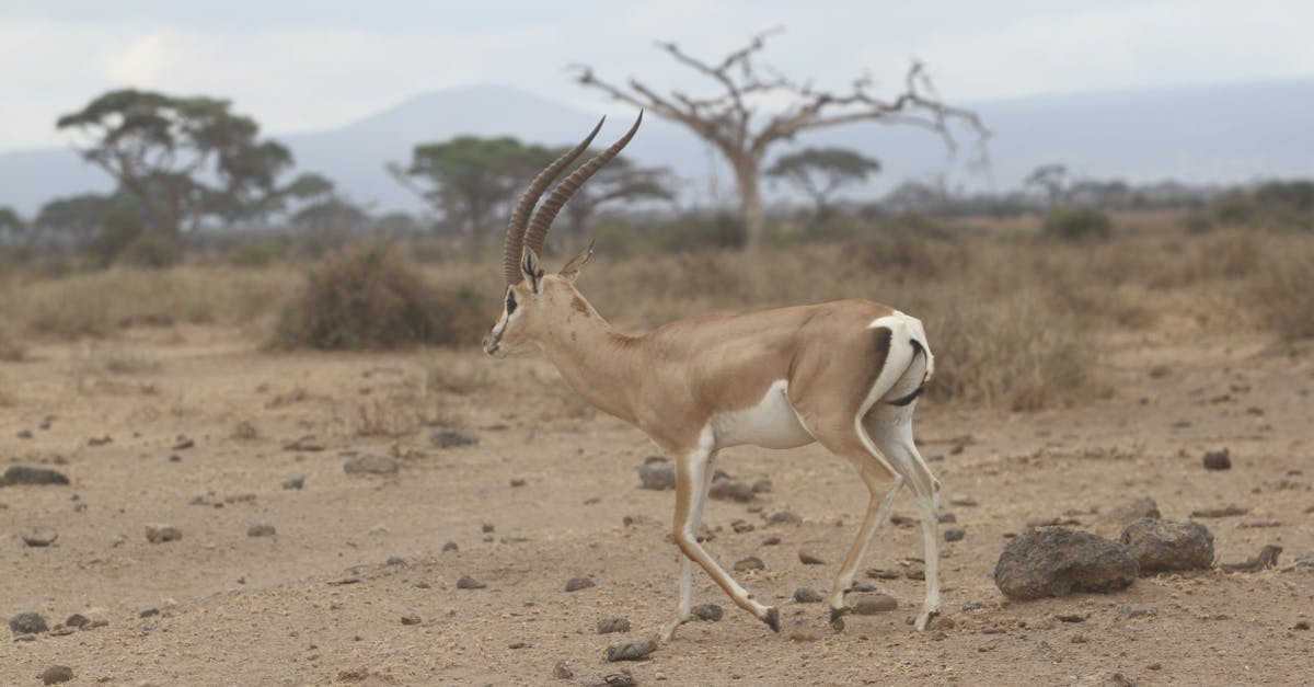 Free stock photo of Amboseli National Park, giraffes, Kajiado County