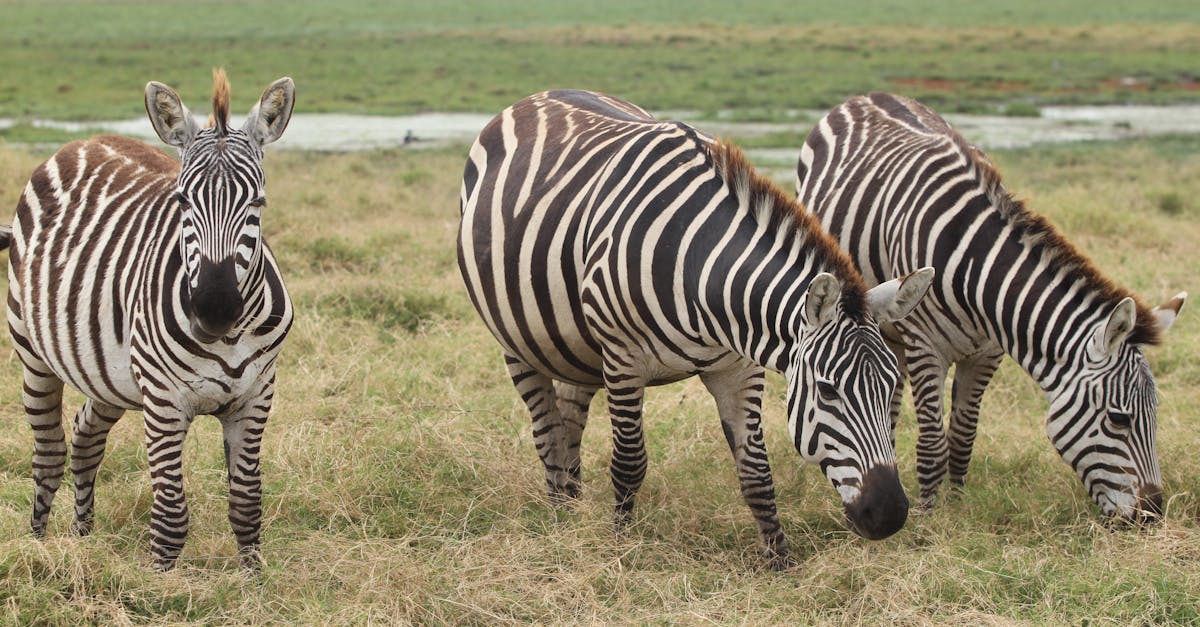 Several Zebra Standing on Green Grass Field