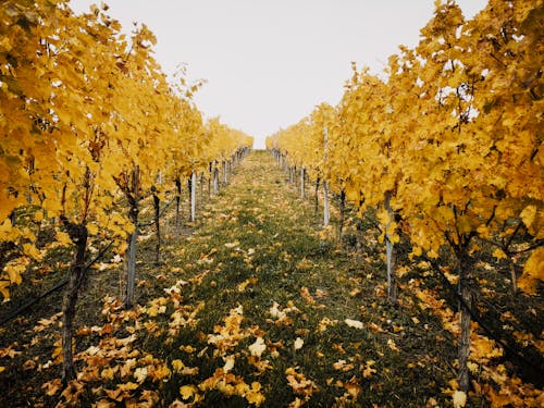 Free 
A Vineyard during Fall Stock Photo