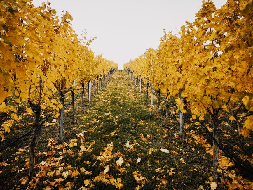 Vibrant autumn vineyard with golden grapevines under a bright sky, showcasing the season's transition.