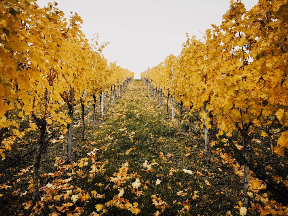 
A Vineyard during Fall