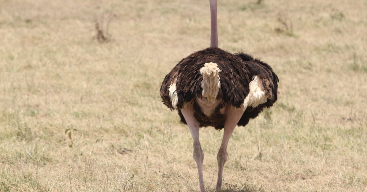 Black and White Ostrich Standing on Green Grass Field