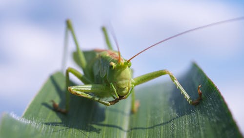 Green Grasshopper on Green Leaf Plant