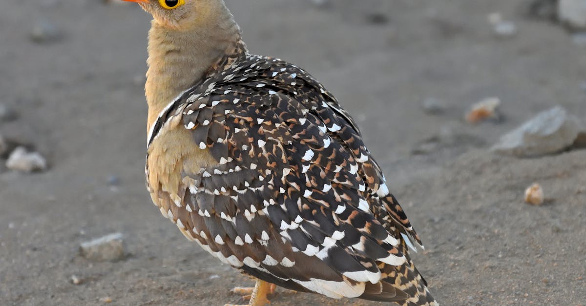 Why is bird droppings white