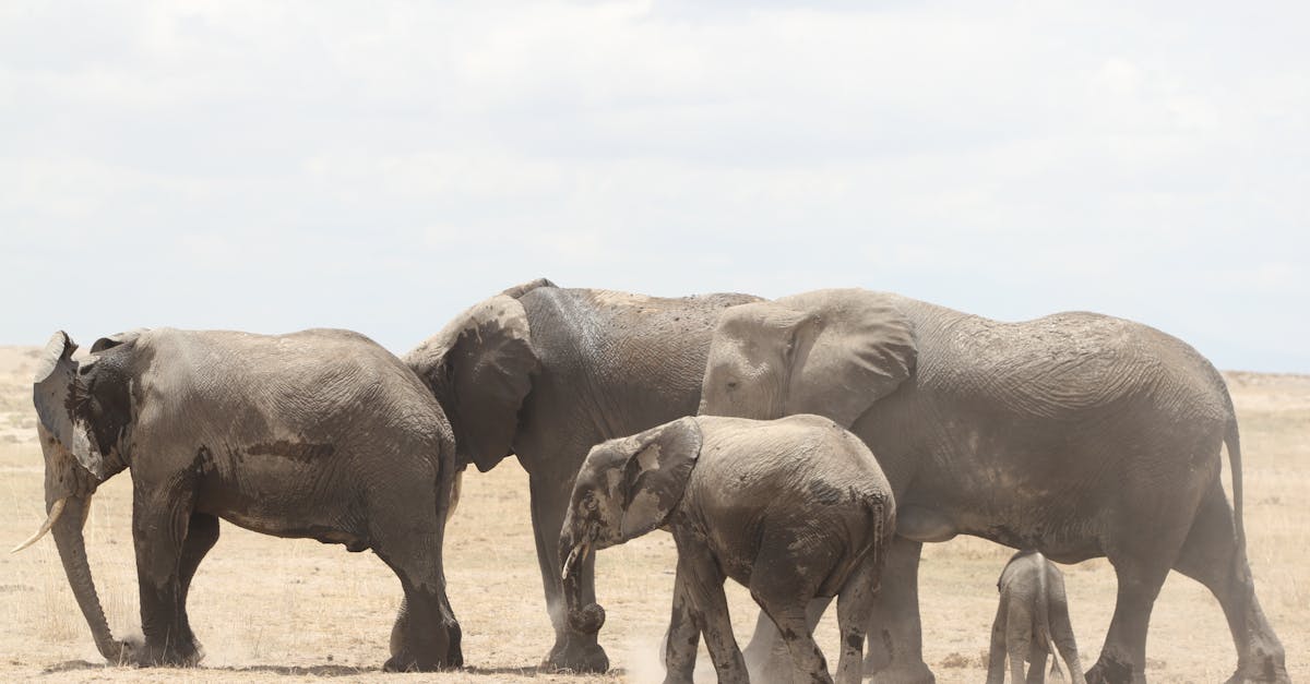Four Gray Elephants