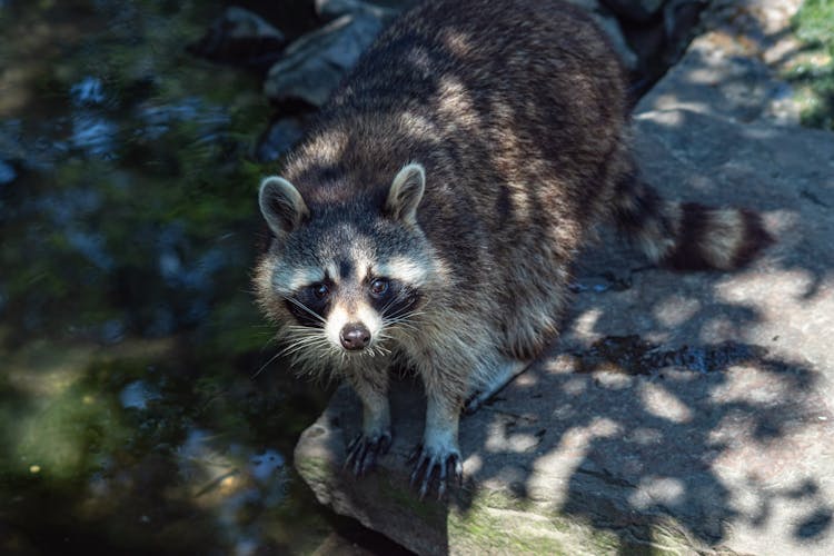 Raccoon Standing On River Shore