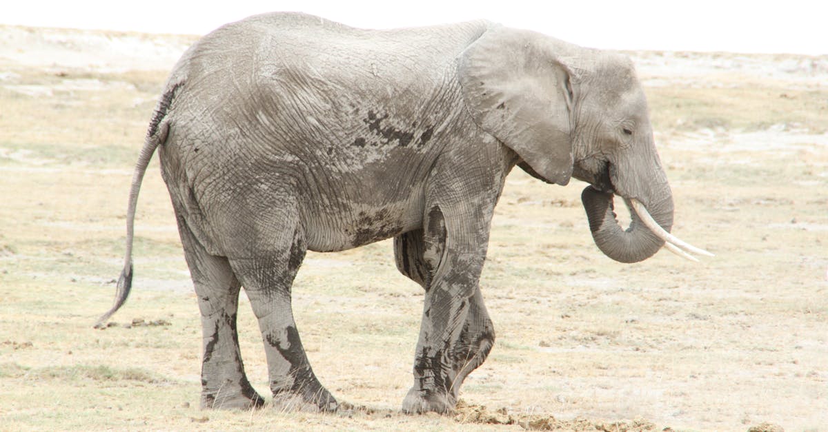 Free stock photo of Amboseli National Park, elephants, giraffes
