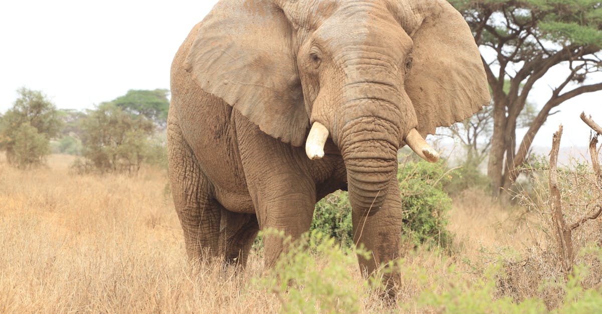 Free stock photo of Amboseli National Park, elephants, giraffes