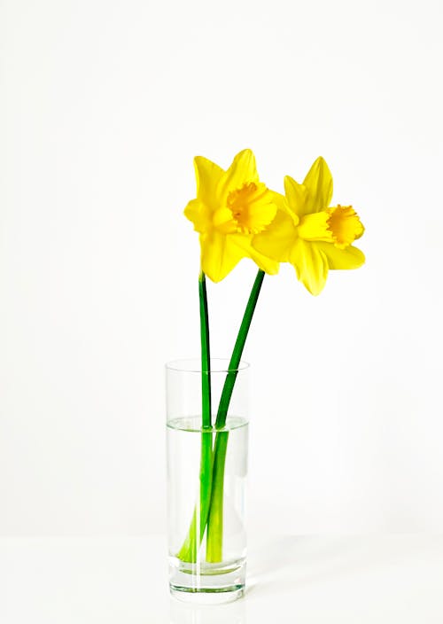 Yellow Daffodil Flowers in a Glass Vase