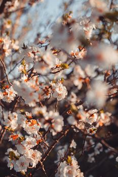 Branches of cherry tree with small delicate white flowers growing in spring garden
