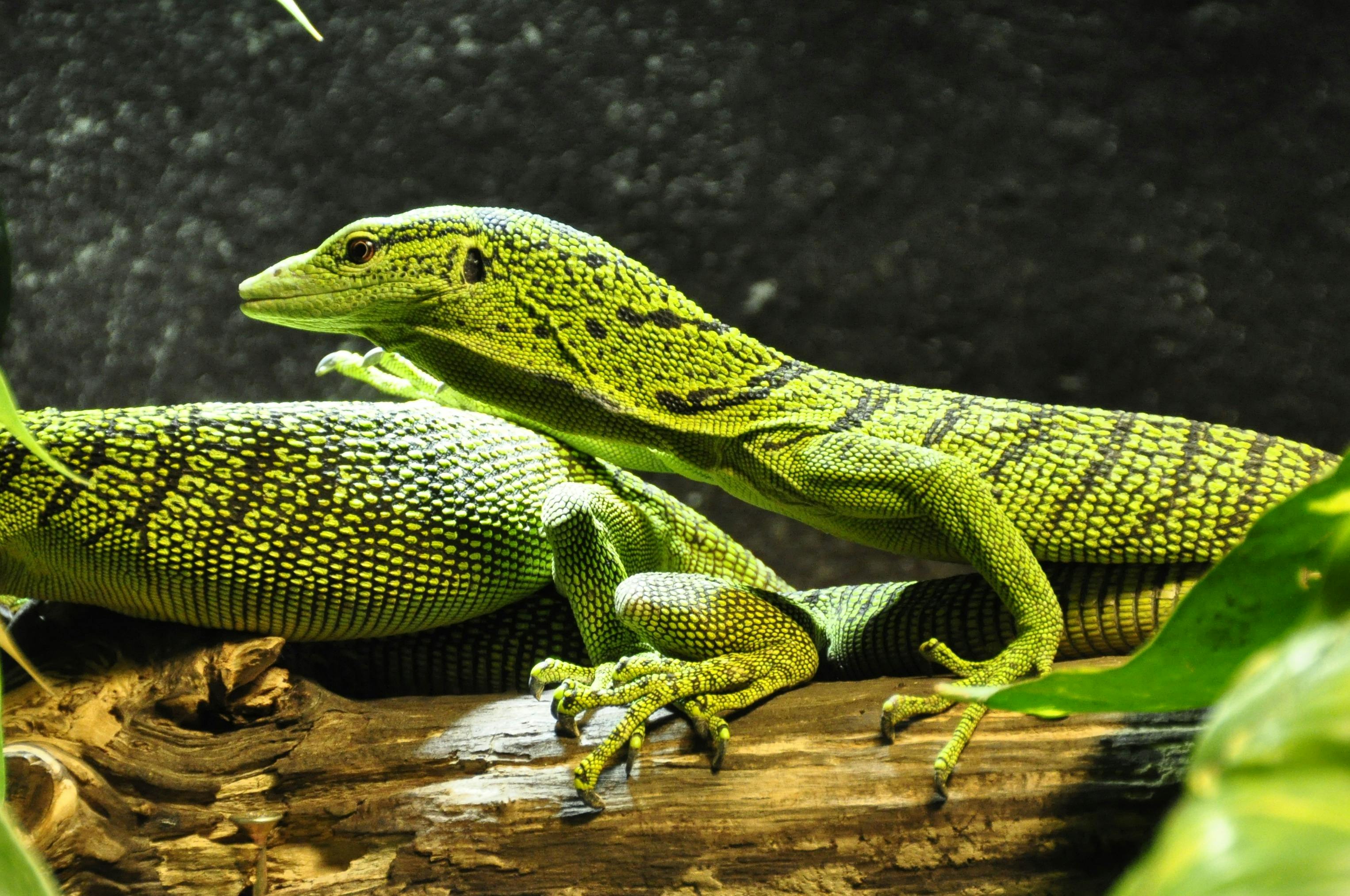 goanna lizard green