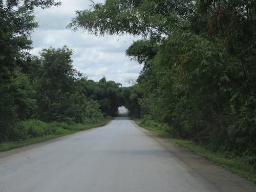 剛果民主共和國, 樹隧道, 隧道 的 免費圖庫相片