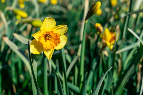 Free Close-up of a vibrant yellow daffodil blooming in a spring garden. Stock Photo
