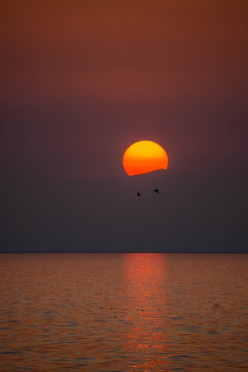 altın rengi Güneş, birds_flying, deniz içeren Ücretsiz stok fotoğraf