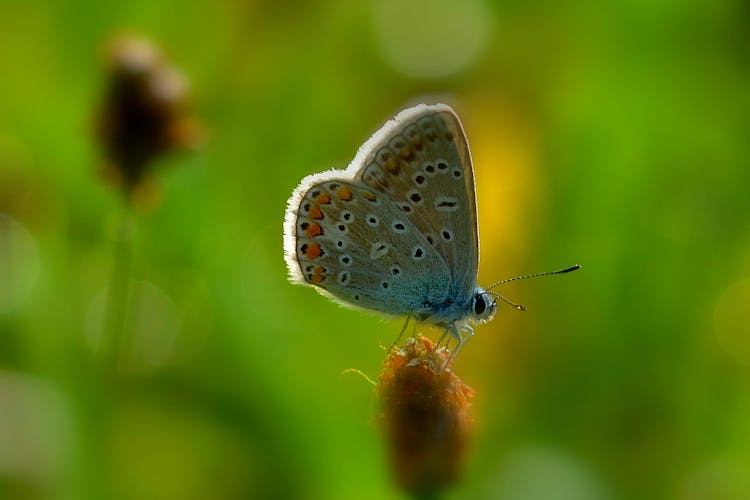 A Close-Up Shot Of A Silver-Studded Blue Butterfly