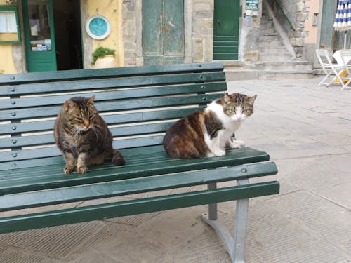 คลังภาพถ่ายฟรี ของ vernazza, ชิงเคว เทเร, อิตาลี