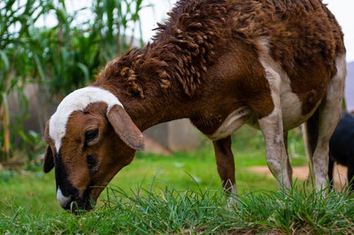 가축, 동물, 동물 사진의 무료 스톡 사진