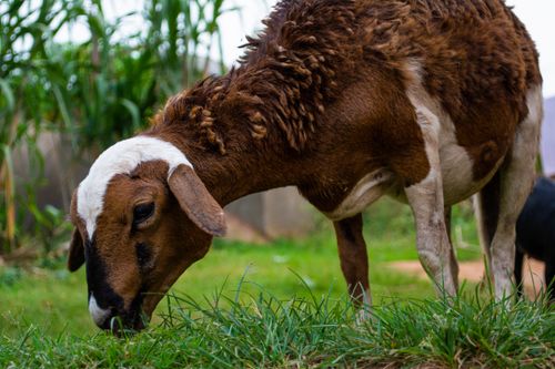 Free A close-up of a brown and white sheep grazing on lush green grass outdoors. Stock Photo