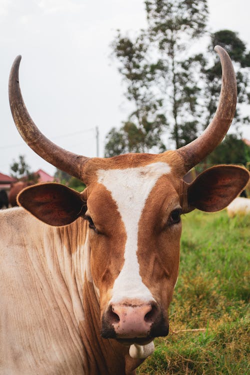 Free Close-Up Shot of a Cow Stock Photo