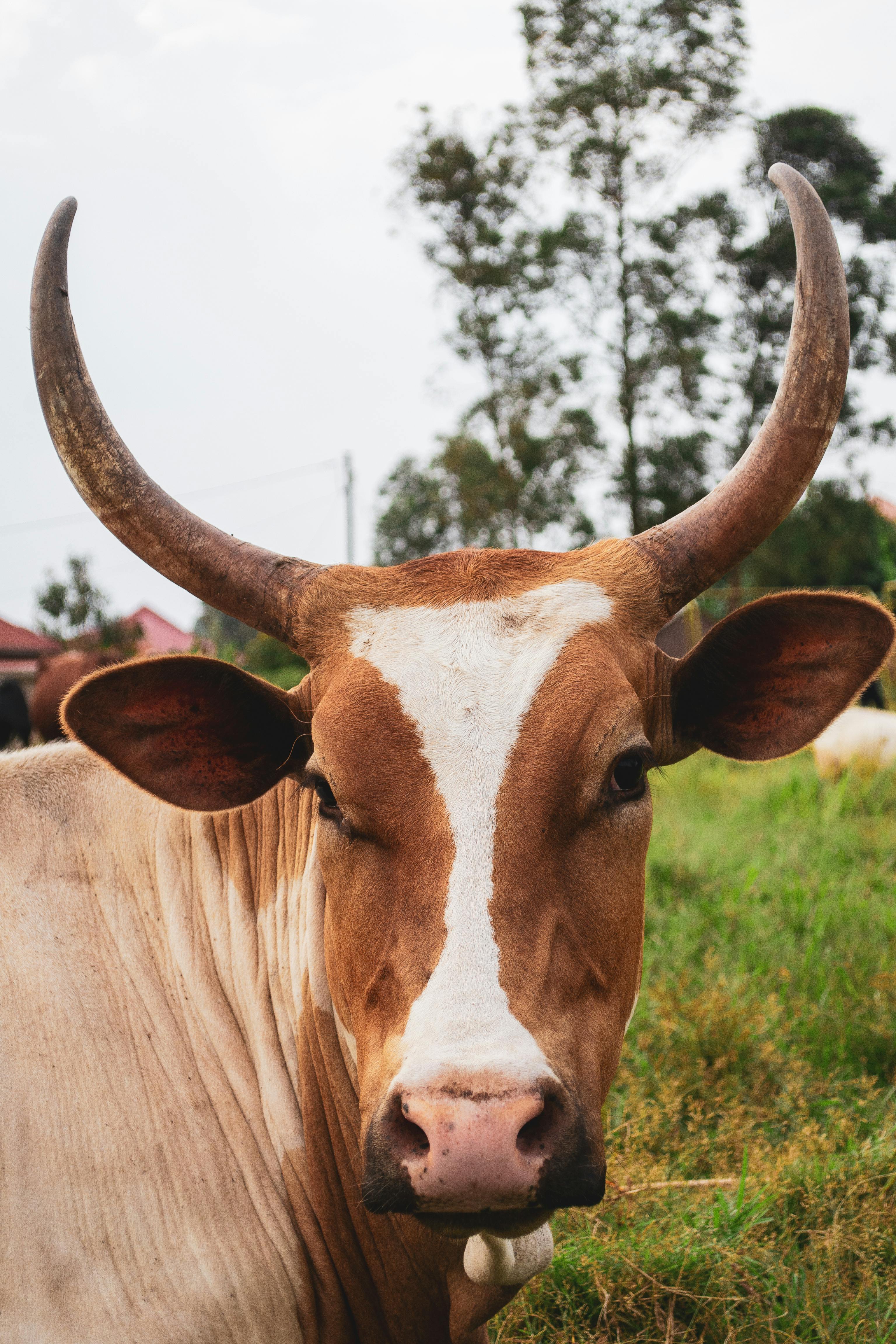 Close-Up Shot of Cows · Free Stock Photo