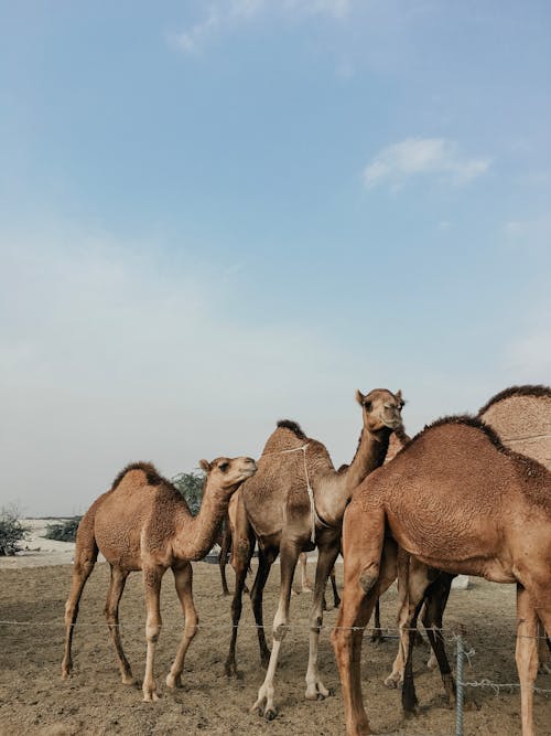 Free Camels in the Fenced Pasture  Stock Photo