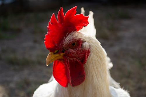 Close-Up Shot of a Rooster