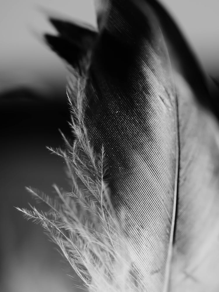 Macro Shot Of A Black And White Feather