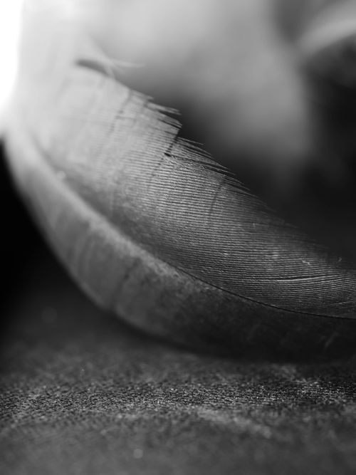 Free Monochrome close-up of a feather showcasing fine details and texture. Stock Photo