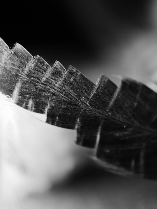 
A Grayscale of a Feather