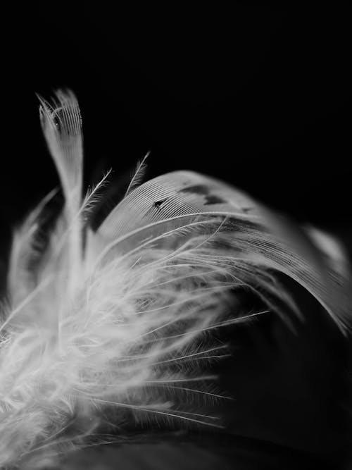 Grayscale Photo of Feathers