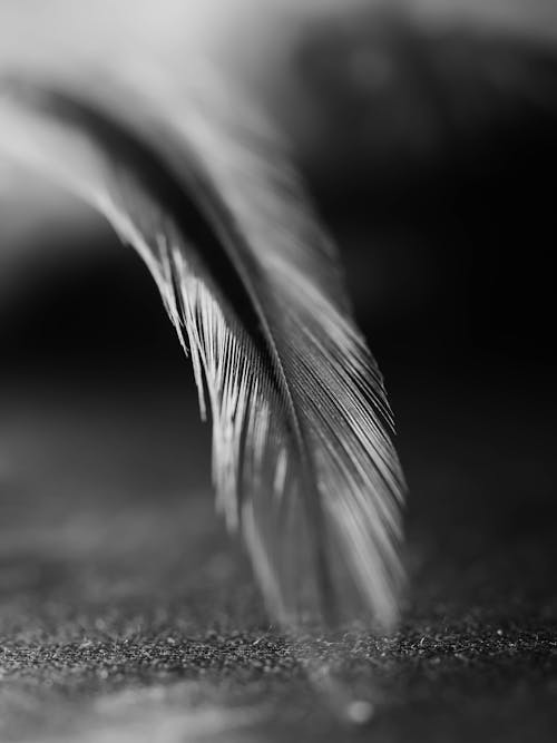 Grayscale Photo of a Feather