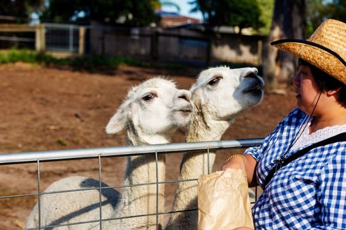 Free A woman in a hat feeds two curious alpacas over a fence under bright daylight. Stock Photo