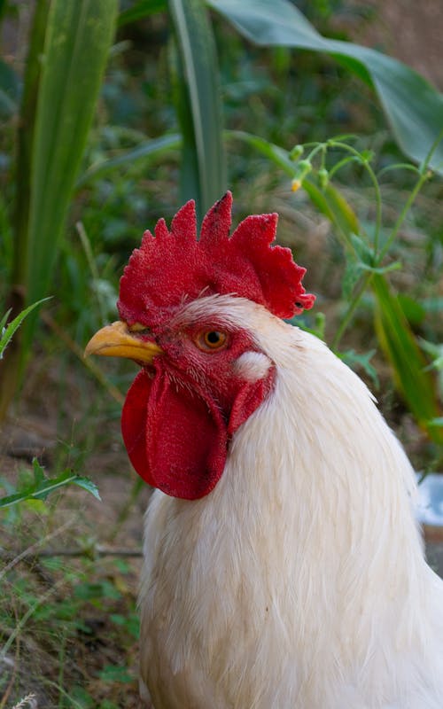 Close-Up Shot of a White Rooster
