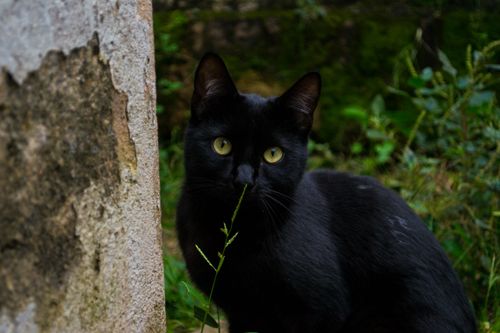 Free stock photo of adorable, animal, animal background Stock Photo