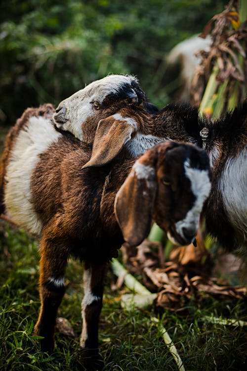Selective Focus Photo of Brown and White Goats