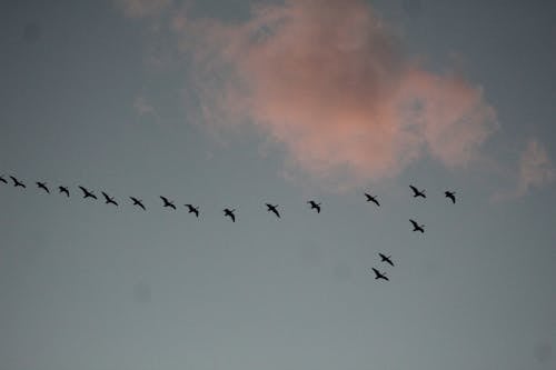 Flock of Birds Flying in the Sky 