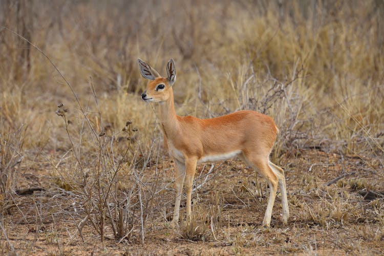 
A Steenbok In The Wild