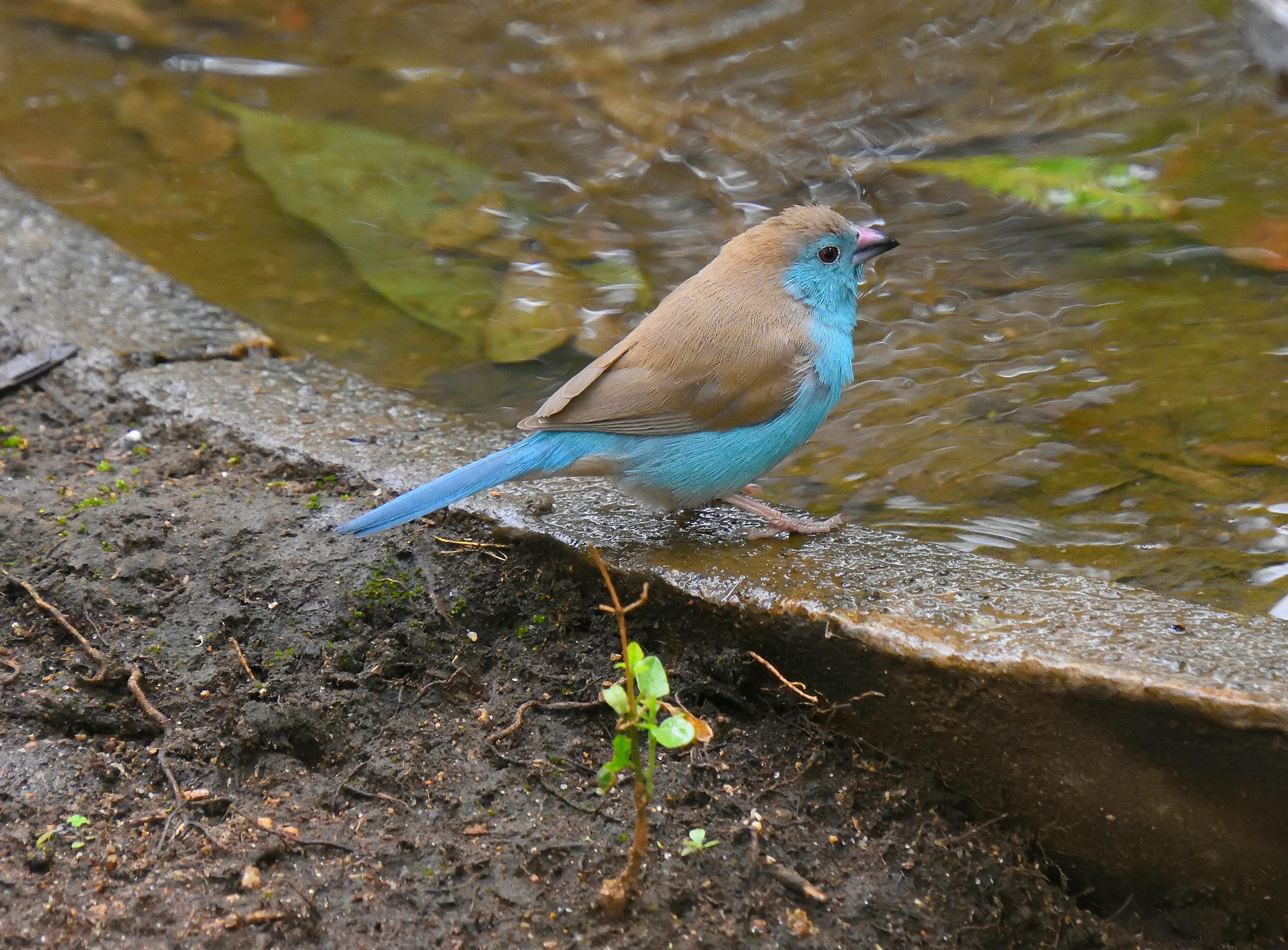60+ Best Jay Photos · 100% Free Download · Pexels Stock Photos