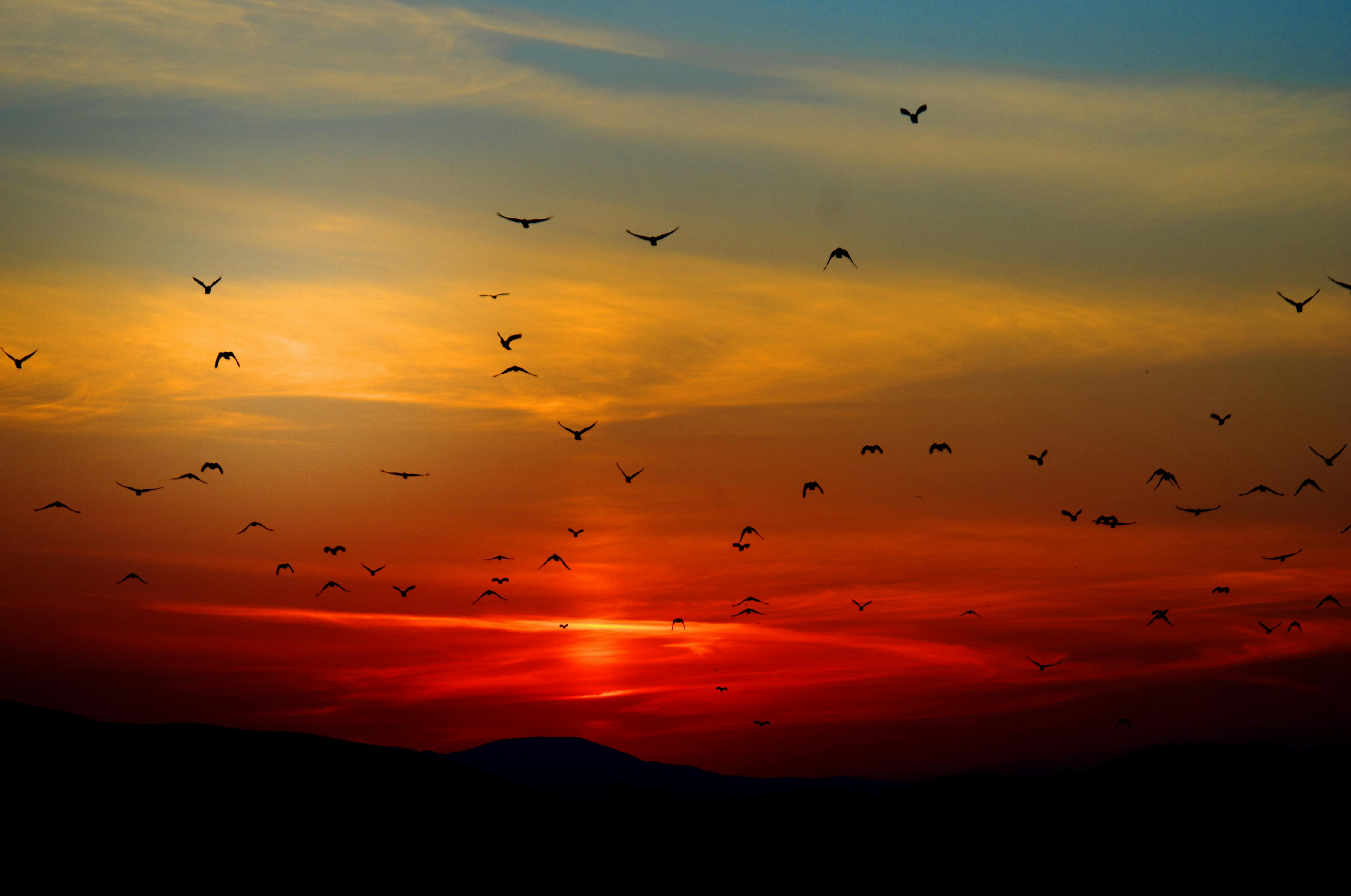 Silhouettes of birds flying across a dramatic sunset sky, where warm orange and deep red tones blend into the darker horizon; meanwhile, the fading light creates a peaceful wildlife scene at dusk.