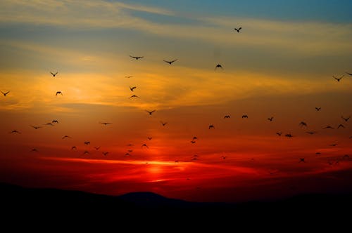 Free Vogelschwarm, Der Während Des Sonnenuntergangs über Dem Berg Fliegt Stock Photo