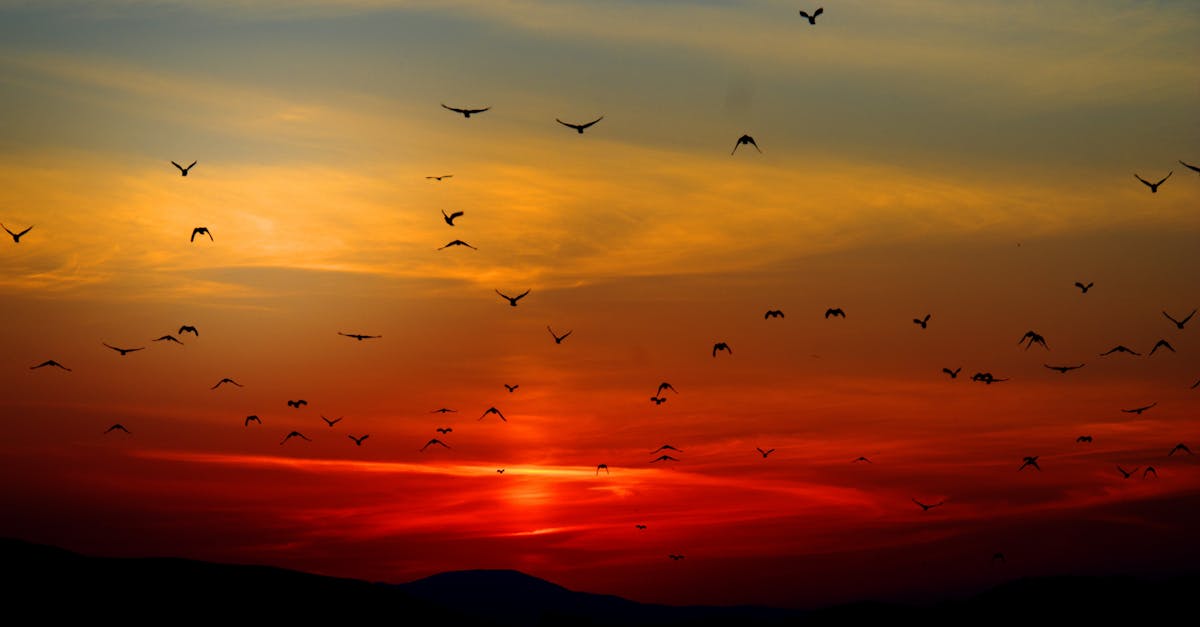 Flock of Birds Flying Above the Mountain during Sunset