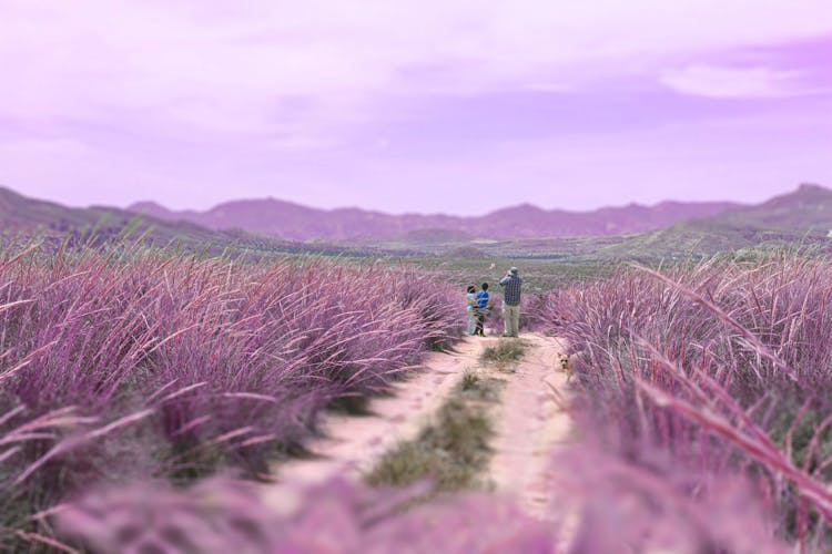 People Walking On A Path On A Lavender Field 