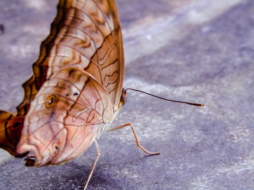 böcek, kelebek içeren Ücretsiz stok fotoğraf