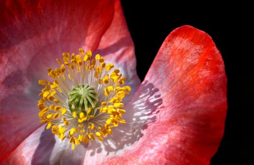 Kostenlos Rote Blütenblattblume Stock-Foto