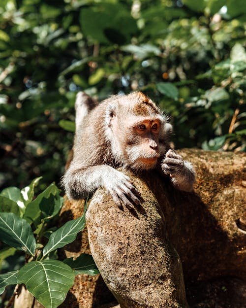 A Close-Up Shot of a Monkey Leaning on a Wood