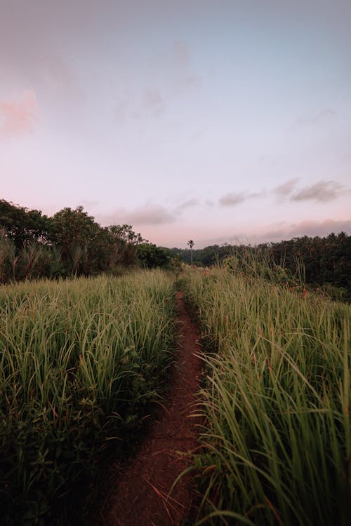 A Pathway Surrounded by Grass