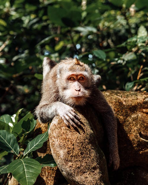 
A Close-Up Shot of a Monkey Leaning on a Wood