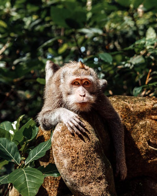 動物, 動物攝影, 哺乳動物 的 免費圖庫相片