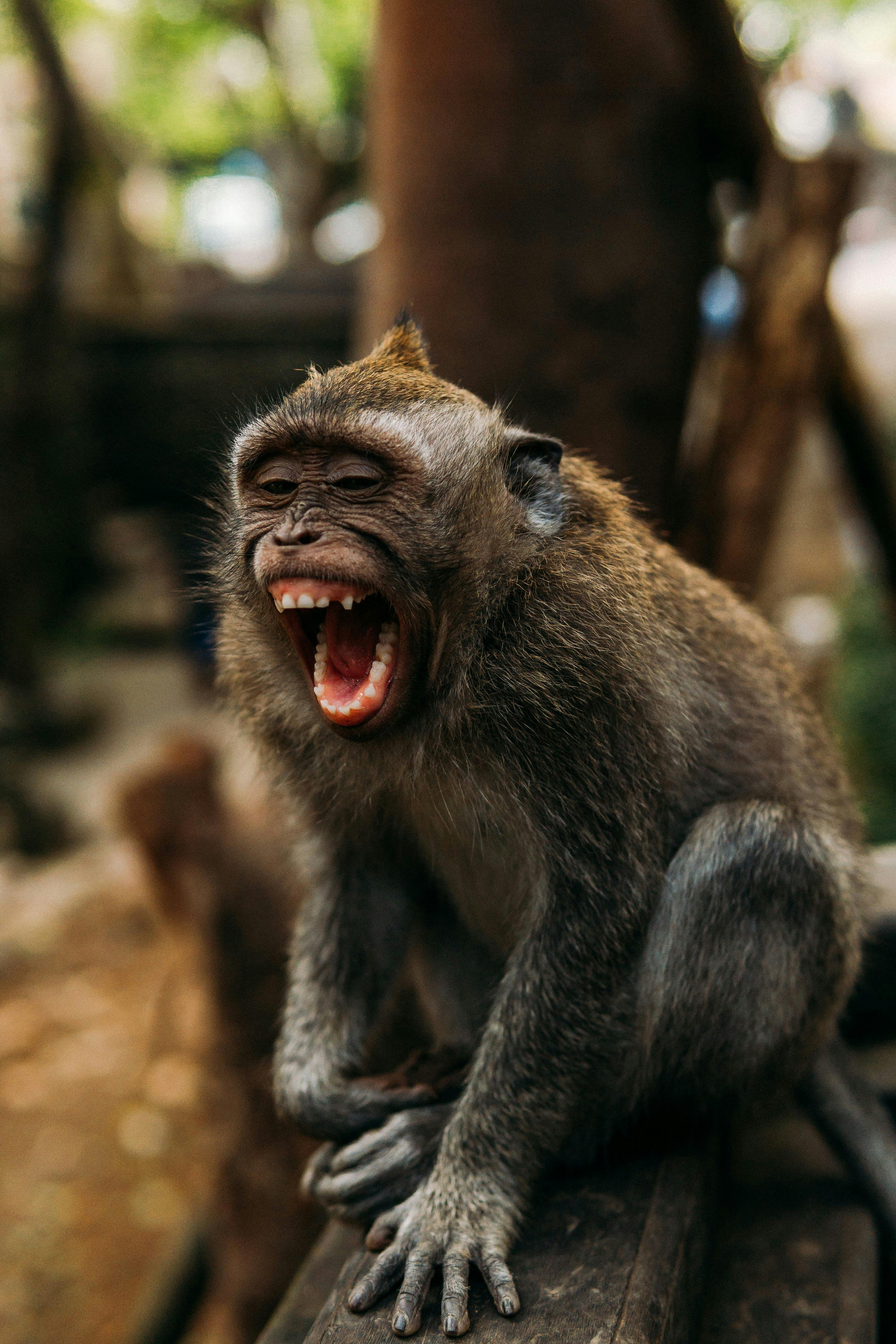 small monkey screaming in zoo