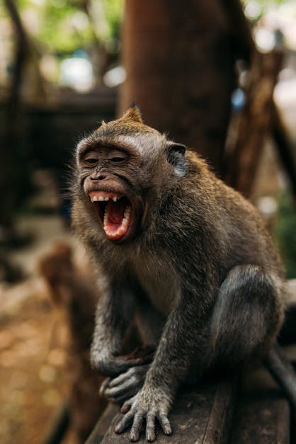 baboon screaming